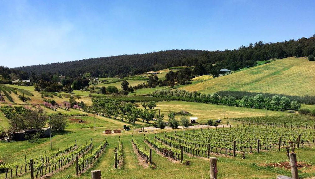 Perth Hills Wine, Cider and Cheese - Half Day Premium Small Group Tour - Foto 1